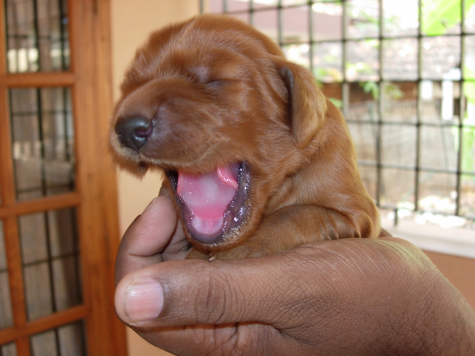 Read more about the article Irish Setter puppy